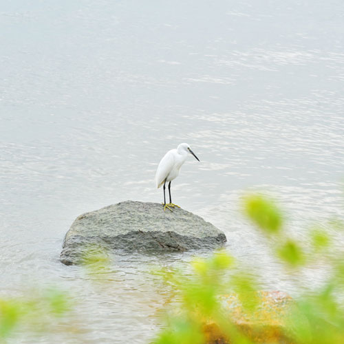 深圳標(biāo)志設(shè)計(jì)公司,深圳商標(biāo)設(shè)計(jì),LOGO設(shè)計(jì)公司