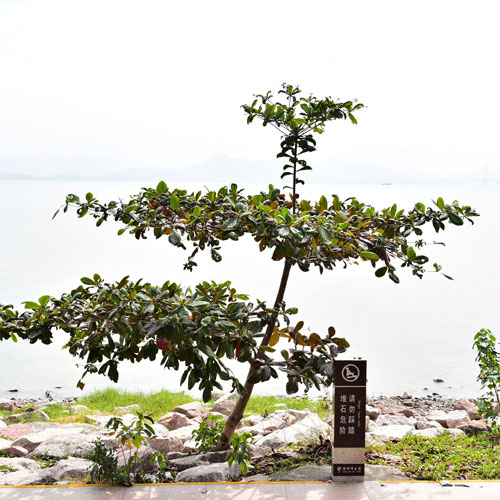 品牌形象設(shè)計(jì),深圳商標(biāo)設(shè)計(jì)公司,品牌商標(biāo)設(shè)計(jì),深圳標(biāo)志設(shè)計(jì)